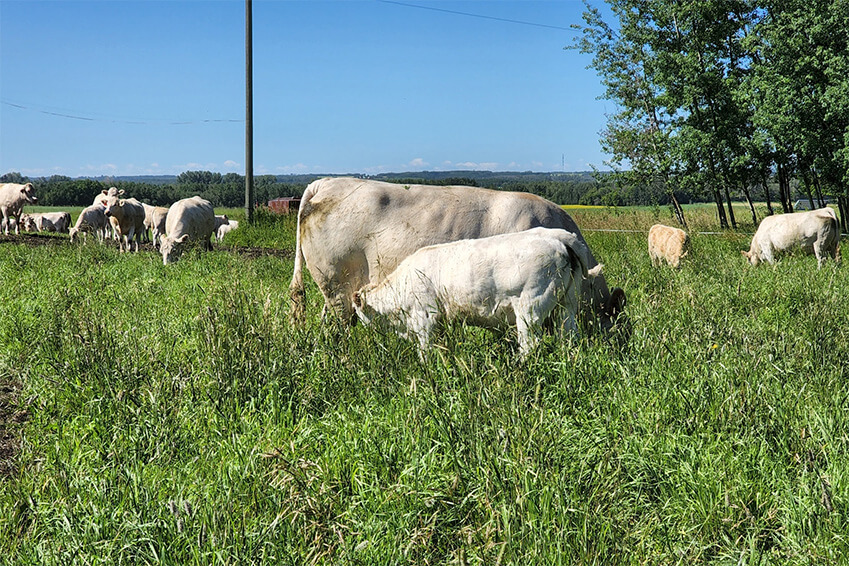 pasture